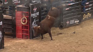 Watch the impressive bull power of the top bulls of the Pendleton Whisky Velocity Tour Finals! | PBR Velocity Tour