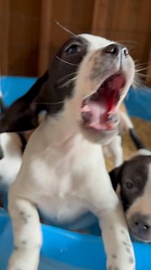 5.4K views · 92 reactions | The little hound beagle mix Puppies have turned 12 weeks old and are still waiting for their forever home. I’m feeling a little stressed out for them as people have just not shown much interest in their adoptions. I don’t understand why as they are really sweet, adorable, friendly healthy, and will make excellent companions.If you’re interested in adoption, please check the website for information. Otherwise he can give me a call. | 1 Love Dog Rescue | Facebook