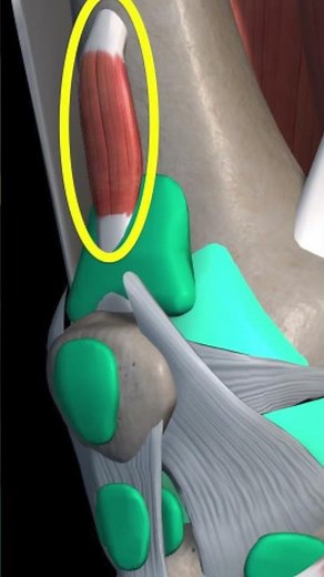 大腿四頭筋の膝関節を伸展させる作用が深過ぎる！その理由とは？？ #解剖学