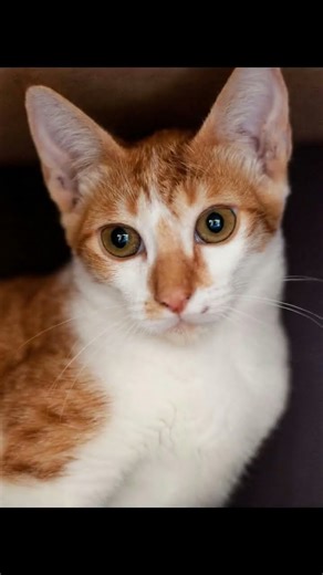 Do Cats Have a Preferred Paw? Discover Their Quirky Dominance!