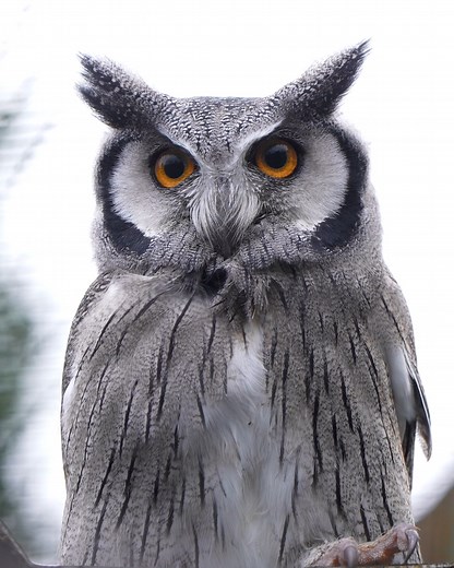 We can't take our eyes off this Northern white-faced owl🦉 | Chester Zoo