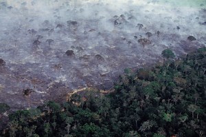Bahaya Krisis Iklim: Dapat Mengubah Hutan Hujan Amazon Menjadi Sabana - National Geographic