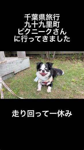 千葉県九十九里町ピクニークさんに行ってきました#チワワ #元気お届け #ピクニーク #かわいい