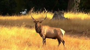 NuFletch Ignitor Lighted Nocks TV Spot, 'LEDs' Featuring Tom Miranda