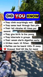 🐍 Facts About Rattlesnakes You Didn’t Expect ⚠️ #AnimalFacts #WildNature #Snakes | Riddle Me This