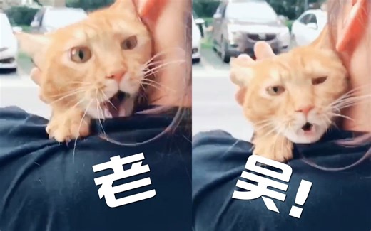 老吴究竟是谁？怎么又一只猫也在叫老吴~