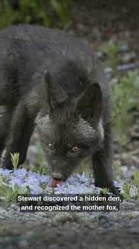 Cascade Red Fox #shorts #EndangeredAnimals #WildlifeFacts #NatureShorts #AnimalStory
