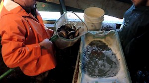 17K views · 376 reactions | Clipping fins allows IFW fisheries...