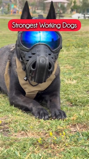 Top 5 Strongest Working Dog Breeds 💪🐶