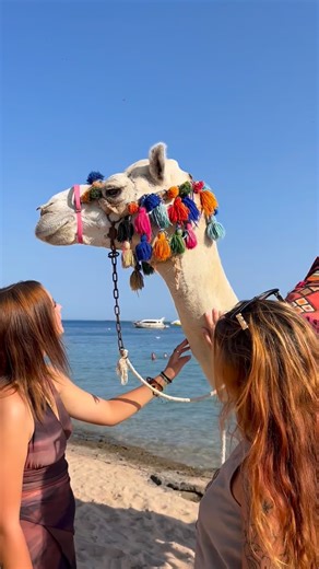 Meet our desert icon—always beachside, always photogenic. #SUNRISEResortsAndCruises #SUNRISERoyalMakadiAquaResort #RedSea #ThisIsEgypt #Egypt #Vacation | SUNRISE Royal Makadi Resort -Select-