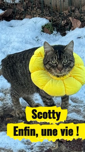 Sanctuaire : Son toit sous mon toit on Instagram: "Fin 2025 on m’a contactée pour un jeune chat de 3 ans, incontinent et « accidenté ». Il avait des blessures profondes, déjà nécrosées. Il était pris en charge par une association, mais sans espoir d’adoption à cause de son incontinence. Alors c’est moi qu’on a appelée. Évidemment, j’ai dit oui. À l’arrivée de Scotty, direction le vétérinaire. Et là, le choc. La radio a montré un arrachement de la queue, séparée de la colonne vertébrale, avec un 