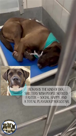 🐾 MEET RONAN 🐾 ACS San Antonio | ID A727404 Ronan is the kind of dog shelters wish people noticed faster — social, happy, and a total playgroup rockstar. 🐶 RONAN • 1 year, 6 months | Neutered male • Chocolate Rhodesian Ridgeback mix • 50 lbs • Only 3 days in the shelter ✨ WHY RONAN STANDS OUT ✔️ Greets handlers with a loose body & wagging tail ✔️ Easy to leash & walk ✔️ Social with male and female dogs ✔️ Engages in playful, appropriate play ✔️ Loves relaxing in the shade ✔️ Easy to return to