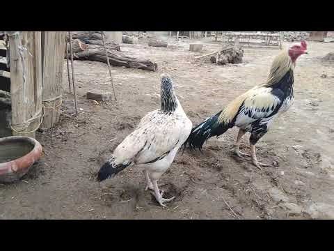 Real Village Rooster & Hens Feeding Naturally