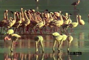 Flamingo flight, flocking, and feeding behaviors observed | Britannica