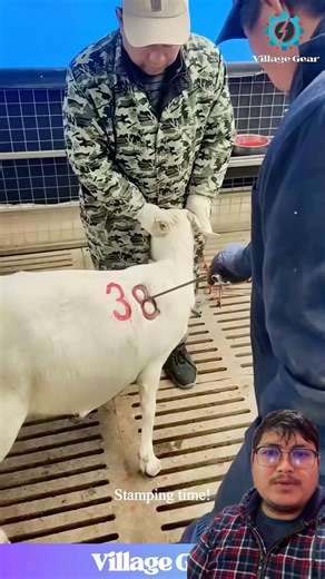 Bheda lai paxi bechna sajilo hunxa vanera #trending #agriculture #farming #sheep #tag #animals #wow