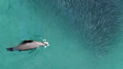 Watch: Sea lions feast on fish off La Jolla Shores