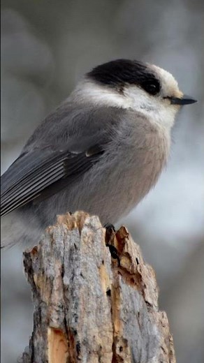 Grey Jay Bird Sound Video: Canada Jay Call