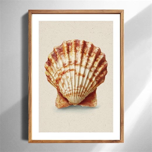 Vintage Scallop Shell Art Print Coastal Decor for Beach House Neutral Seashell Illustration Printable Digital Download Nautical Gift - Etsy