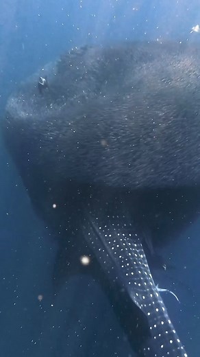 7K views · 87 reactions | Whale Shark feeding frenzy on the Ningaloo Reef. Look at the Whale Shark on the right vertically feeding on the giant ball of fish!. #helpsavesharks #diving #sea #sharkattack #fishing #shark #whalesharks | Ida C. Goodman | Facebook