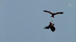 8.3K views · 453 reactions | Marsh harriers are our largest harrier, and can be recognised by their long tail, and wings held in a shallow 'V'! Females are larger than males and have obvious creamy heads. #Winterwatch BBC Springwatch | RSPB | Facebook