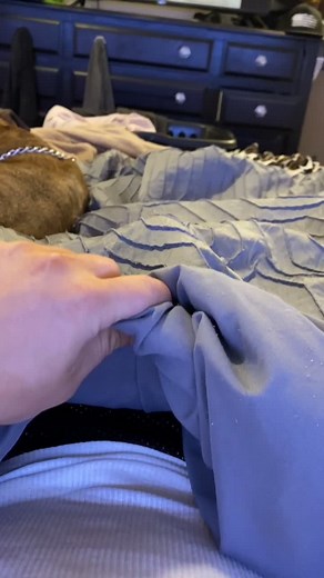 I wonder if this is going to get taken down? #funny #fyp #foryou #foryourpage #cavachon #dogvideo