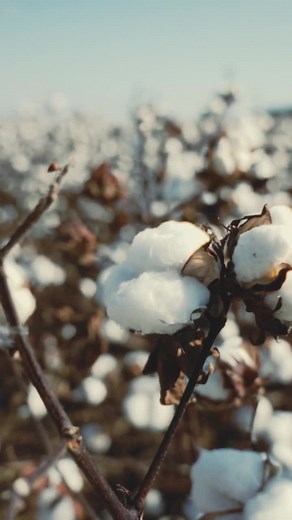 imogene + willie on Instagram: "the cotton project -- a labor of love, years in the making. 💙"