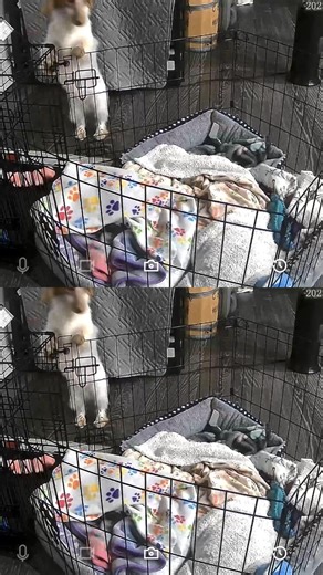 🎶 Mission: Impawssible 🎶 Bourbon has once again proven that crates are merely suggestions. One jump in. One dramatic escape. Some dogs fetch. Some dogs sit. Ours runs covert ops. Last escape they shredded ALL the bills in my work bag. #EscapeArtist #MissionImpawssible #BourbonStrikesAgain #TeamDoneDone 🐶💚@Loop Creek Dachshund’s @Staci