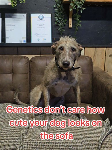 Meet Thelma 🖤 Soft eyes. Calm posture. Looks like butter wouldn’t melt… …but genetics always whisper the truth. Thelma is most likely a lurcher x, and with that comes: • Explosive prey drive • Fast decision-making (before humans can react) • High sensitivity to pressure • Strong opinions about space & contact • Independence that laughs at recall Right now? She’s presenting with contact aggression and a selective recall that disappears the second the environment gets exciting. This isn’t a “bad 