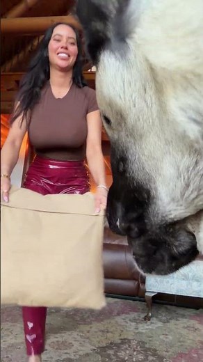 This “Puppy” Is Bigger Than Most Adults 😱#MassiveDog #HugePuppy #DogViral