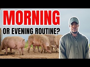 Morning vs Evening Farm Routines Which Matters Most?