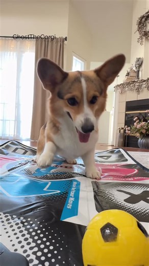 Ghost & Laser on Instagram: "Laser is showing off her best DDR moves! 😂❤️ Have you ever played DDR?"