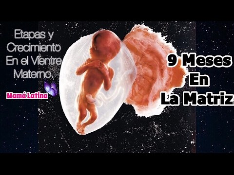 EMBARAZO SEMANA A SEMANA | SEMANA 1 a 40 | DESARROLLO FETAL Y SÍNTOMAS