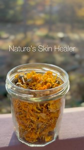 This is nature’s skin healer, calendula. Loved for centuries for its soothing and restorative qualities, calendula helps calm irritation, support collagen production, and bring natural radiance to the skin. It’s gentle, nourishing, and rich in antioxidants, a true botanical for glow and renewal. Available in loose-leaf form and in our Skin Blend at La Vie Tea. 🌼 #Wellness #calendula #herbalism #skin #skincaretips #apothecary #teatime | La Vie Tea