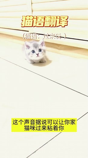 Cat language translation#Kitten Online # How cute#