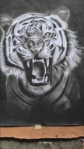 Realistic Tiger Drawing | Hyper Realistic Pencil & Charcoal Art | @itz_suman_su