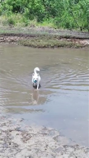 Buddy The Trooper - Mud Run #buddythetrooper #MudRun