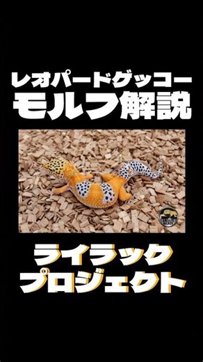 『ライラックプロジェクトとは？』レオパードゲッコーモルフ解説 #レオパードゲッコー #爬虫類 #ヒョウモントカゲモドキ
