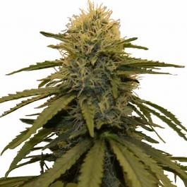 LSD Feminized Seeds For Sale | Buy Online >>> ILGM