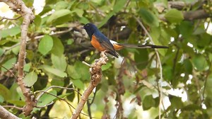 White-rumped shama calling (Copsychus malabaricus), Southeast Asia | BIRDS & Nature
