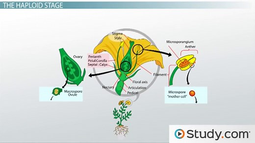 Angiosperm | Structure, Reproduction & Life Cycle
