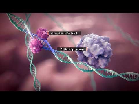 The Science of Heat Shock Proteins in Proteostasis