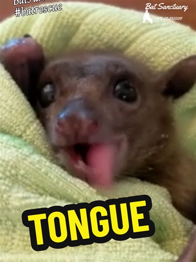 Young bat in medical care licking himself clean after some nasty medicine. #bat #rescue #medicine #clean #grooming