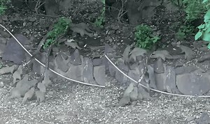 Python Tries To Eat A Mongoose & Ends Up Getting Mauled By The Whole Family | Whiskey Riff