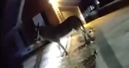 Watch: Gwinnett police ‘arrest’ Hank the runaway donkey: ‘Don't be a stubborn ass’