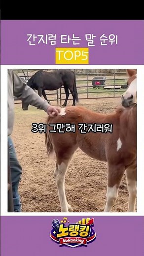 노랭킹 | 간지럼 타는 말 순위 TOP5