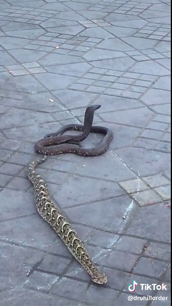 Cobra 🐍 ou vipère?😨 🇲🇦#marrakech #maroc #serpents #tiktok #cobra #viper