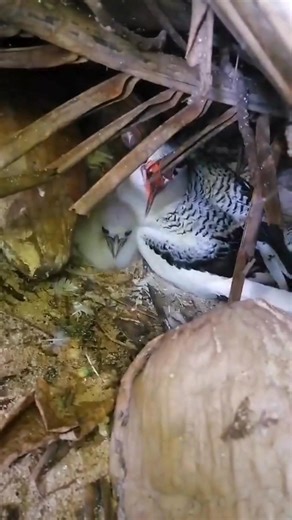 5.6K views · 135 reactions | A new record for Île Plate! All three...