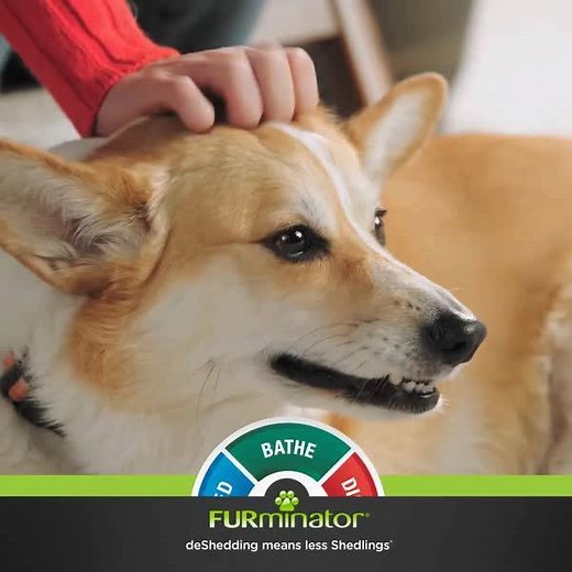 Brush weekly to help reduce loose hair from shedding. The FURminator® Dual Grooming Brush has two sides for removing tangles and smoothing your pet’s coat. To get more tips, visit http://bit.ly/2xzQbTp. #FURminator #deShedding #shedlings | FURminator Inc.
