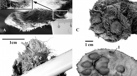 Scientists find a 35,000-year-old saber-toothed kitten in the Siberian permafrost