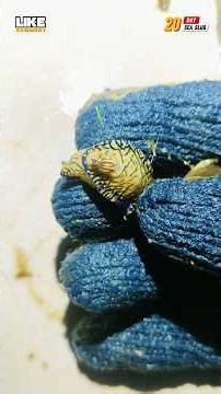 DAY 20 PROFIT ₹??00 SEA SLUG STORY #viral #fishing #ytshorts #trending #trendingshorts #sea